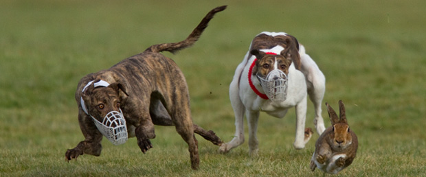 contact-icc-coursing