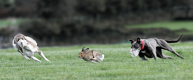 coursing-fixtures