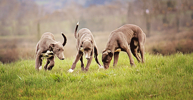 pups-620