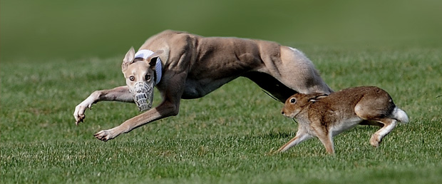 downloads-coursing