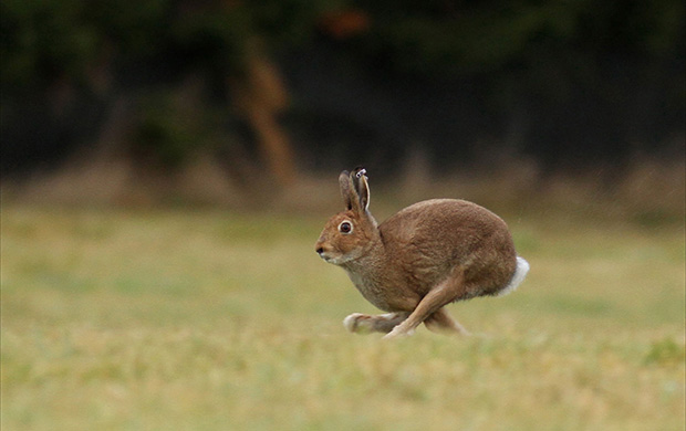 hare-620