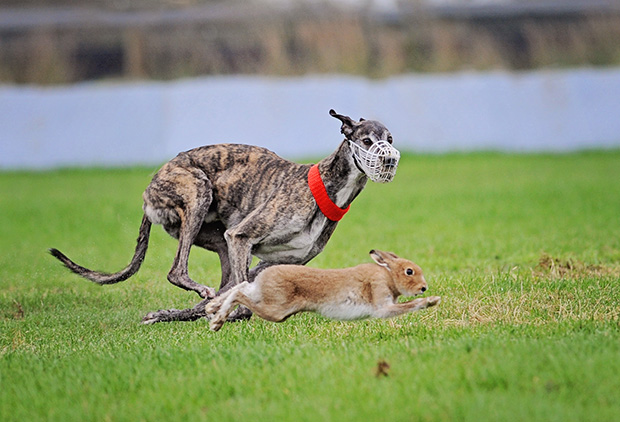 hare-greyhound-620