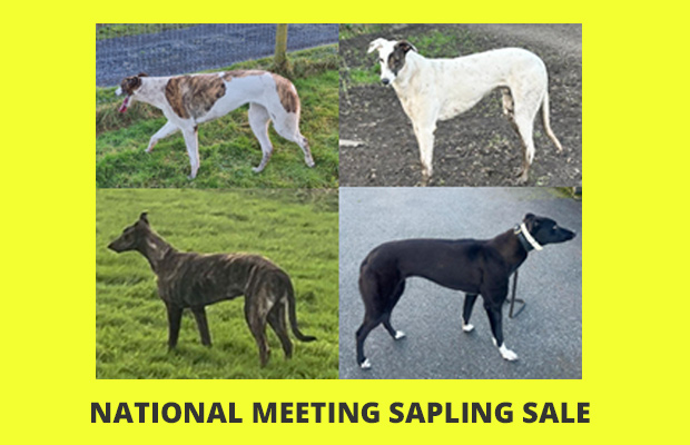 NM Sampling Sale